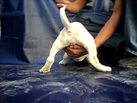 BULLTERRIER INGLES