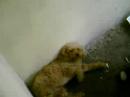 el perro mas mamado