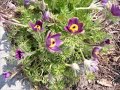 Springtime at Maxwell Arboretum