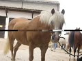l'istoire de d'un petit javelot