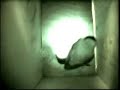 Tit making a nest last year - SUBSCRIBE - to see 2008 chicks