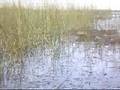 FERPAZ NUTRIA