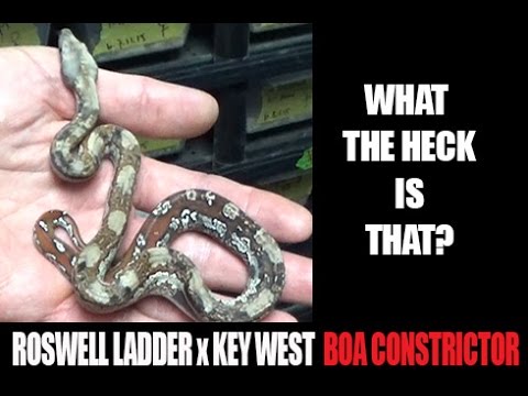 YouTube reptile video