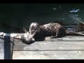 Wild Trinidad Bay Otters