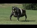 Robotic Mule - SL3 Legged Squad Support System
