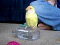 Lovebirds Hanging Out