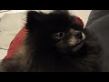 Pomeranian growls when daddy isn't home yet