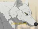 LOBO DEL RIF: publicity