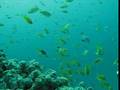 Liveaboard Diving Thailand