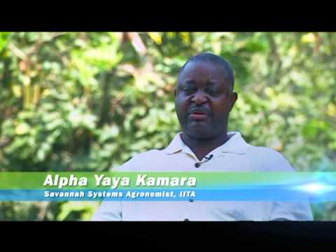 IITA - This video highlights IITA research for development in Soybean, a crop mostly referred to as the 'Green Gold of the Future'