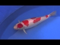 2012 Supreme Champion 52th Niigata Nogyosai won by Isa Koi 