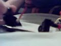The Epire vs Exoforce