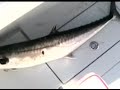 King Mackerel King Mackerel