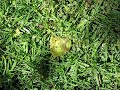 The Avocado Incident