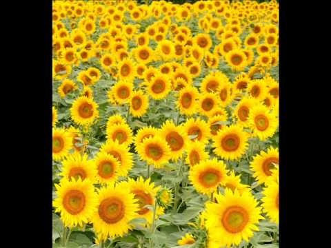 Videosex - Ti si moja roža