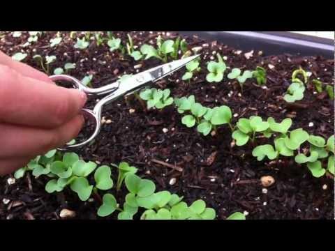 how to transplant beetroot seedlings