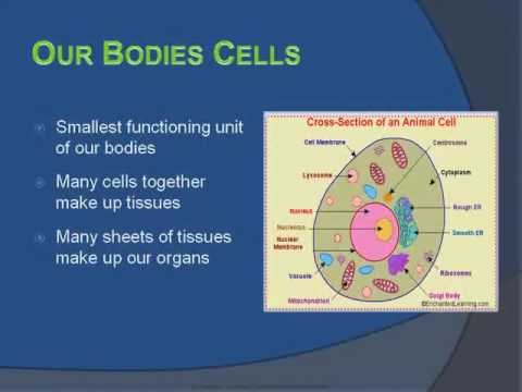 Mitochondrial: Our Bodies Power Plants