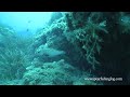 Extreme grouper video - Can not kill