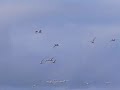 Spoonbills flying to feedingground Spoonbills flying to feedingground