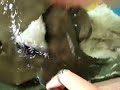 Carmelo alimentando la mantarraya