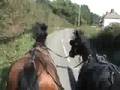 videos de Percy being driven off a headcollar and working with a young horse in a pair