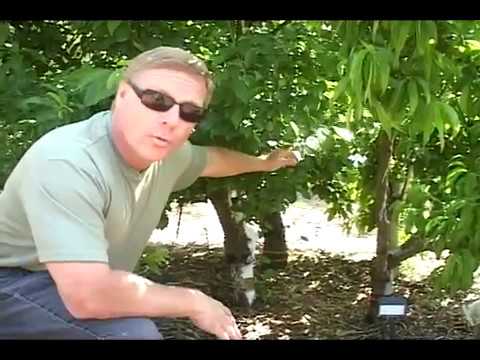 High Density Fruit Tree Growing