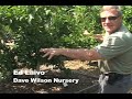 High Density Fruit Tree Growing High Density Fruit Tree Growing