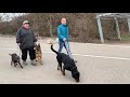 Paco Rottweiler sucht neue Menschen