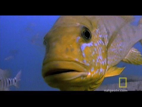 Fish against the turtles - YouTube