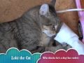 Loki the Pixiebob cat plays fetch and destroys