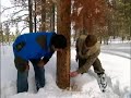 Beetle Kills Millions Of Trees Beetle Kills Millions Of Trees