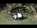 Die Katze