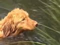 nova scotia duck  swan  tolling retriever