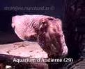 Aquarium d\