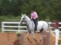 Hunters and Jumpers for sale