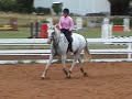 Hunters and Jumpers for sale