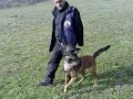 Belgian Malinois,obedience Emir pod Cvilinem ZAJO 11.11.2OO8