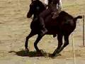 Working Equitation, speed test. Beja. Portugal. Nohio.