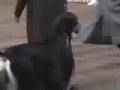 Afgano video