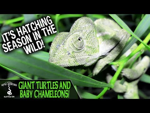 YouTube reptile video