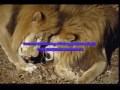 lion facts