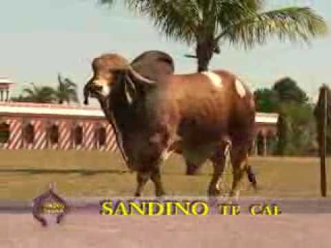 Sandino