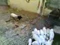 FUNNY GOATS FUNNY GOATS