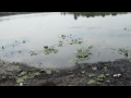 Click here to watch this video Hillsborough River Litter and Polution - May 15, 2012 Part 4