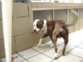 My Dog Pit Bull Staffordshire