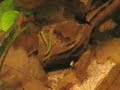 Apistogramma Trifasciata female (young fish)