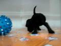 videos de Schnauzer hembra STA REF:204