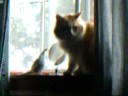 Roger and Peanut