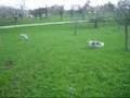 Muffin und Maddox