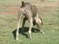 Behavior Helpline Helping Pet Owners